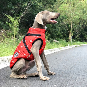 Roupas de Inverno em Lã para Cães Pequenos