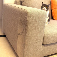 Protetor de Sofá Transparente Anti Arranhões para Gatos Meow AP - 01