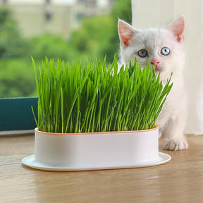 Bandeja para Cultivo de Grama para Gatos