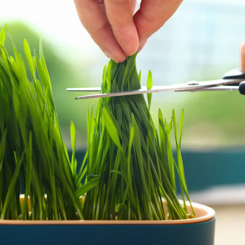 Bandeja para Cultivo de Grama para Gatos