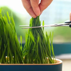Bandeja para Cultivo de Grama para Gatos A - Bandeja Grama - 01