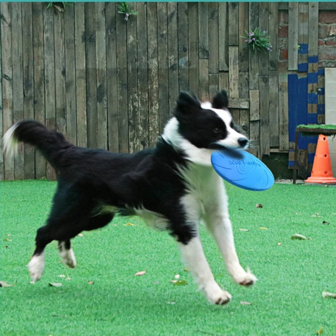 Disco de Brinquedo Para Cachorro Fortega