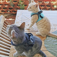 Peitoral Para Gato Com Guia Ajustável E Fecho Seguro