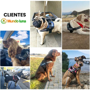 Peitoral Personalizado Para Cachorros Luna