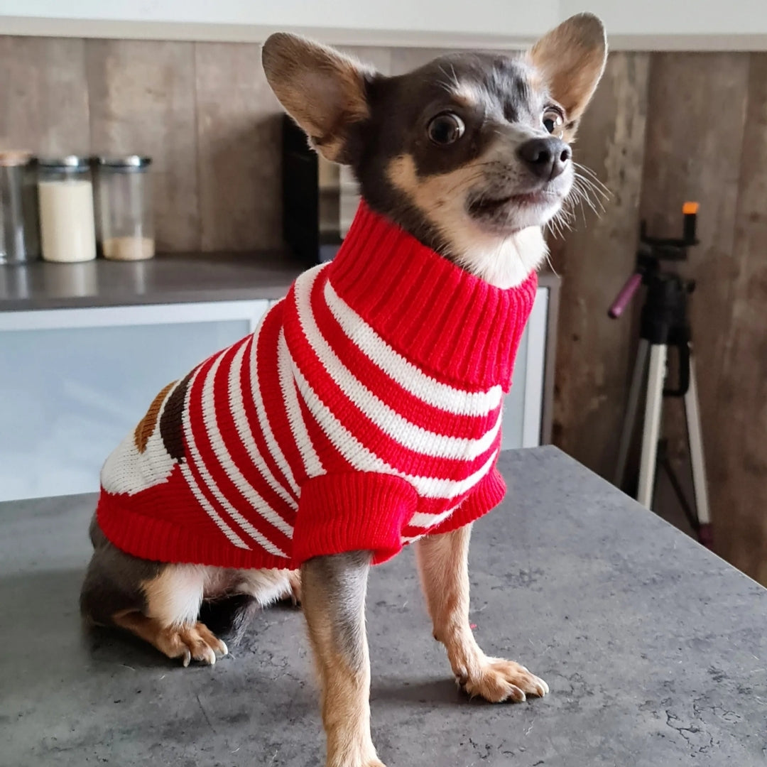 Roupa de Tricô Para Cães Pequenos Yorkie