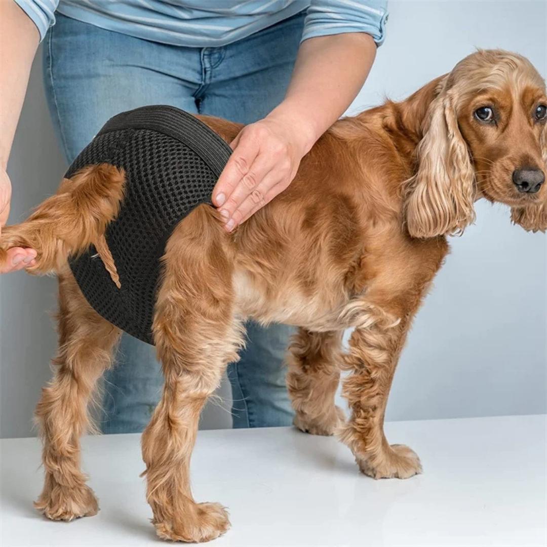 Roupa higiênica com absorvente para cachorro fêmea