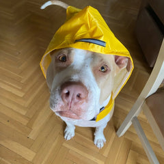 Macacão de Chuva Pet Full Body com Costuras Seladas e Capuz Ajustável