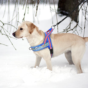 Guia Macia para Cachorros Grandes e Pequeno PawGlam