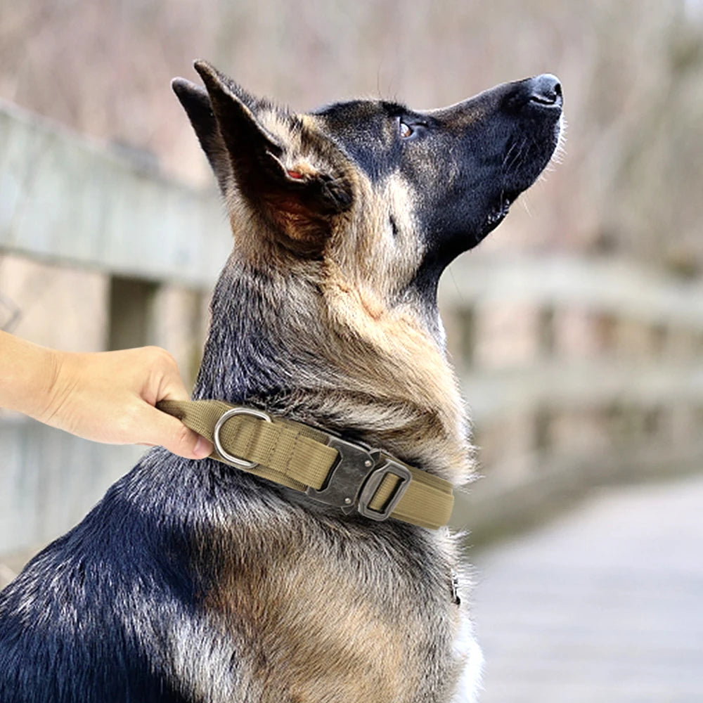 Coleira e Guia de Treinamento para Cachorro