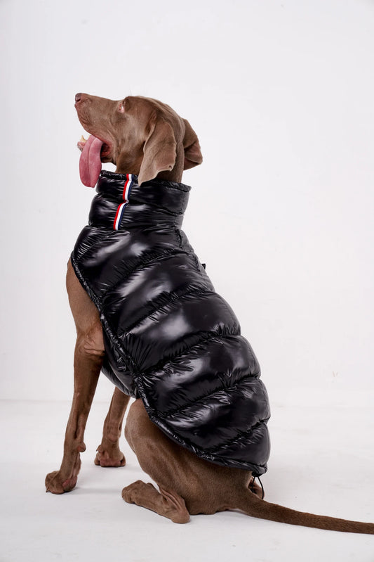 Colete Térmico para Pets com Proteção Contra o Frio
