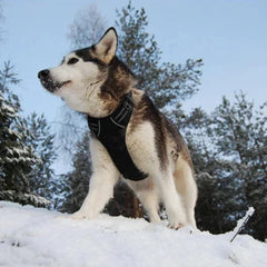 Peitoral Luna para Cães LN102 C - PEITORAL - 14
