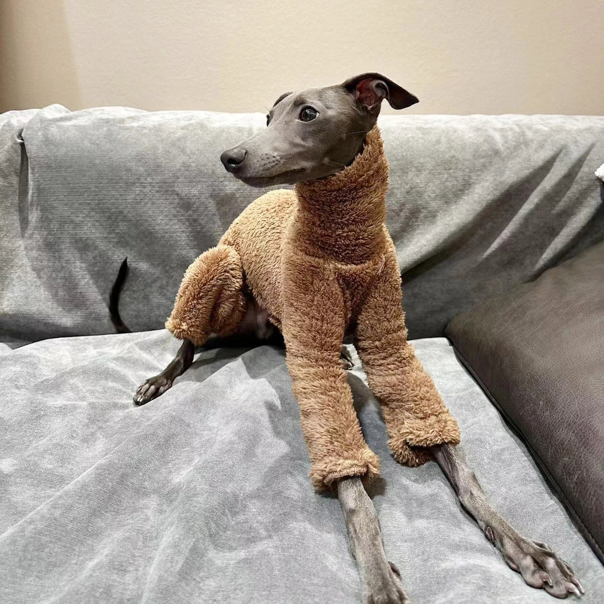 Roupa de Inverno Para Cachorro Galgo - Bolt