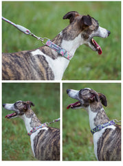 Coleira Reflexiva para Cães - Safepet C - COLEIRA -06