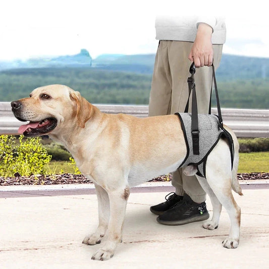 Suporte Ortopédico para Cães com Mobilidade Reduzida