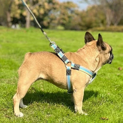 Guia Colorida para Pet com 2 Metros C - GUIA - 03