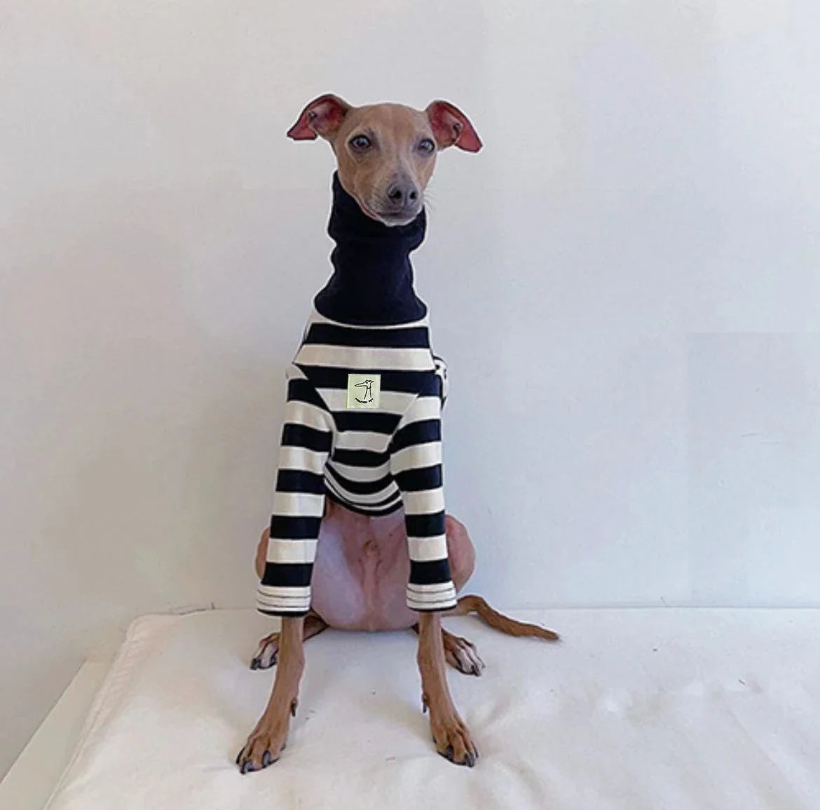 Roupa Listrada Para Cachorro Galgo - Flash R - ROUPA - 96