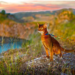 Arnês e Guia Para Gatos Luna LN320 C - GUIA - 10
