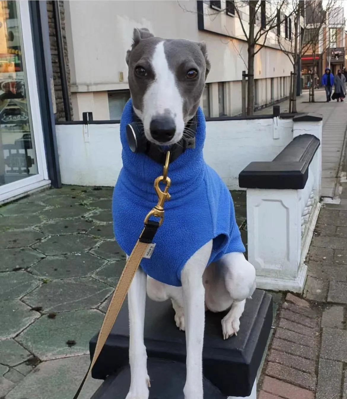 Colete Quente Para Cachorro Galgo