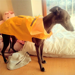Capa de Chuva com Capuz Refletivo para Cães — Todos os Tamanhos