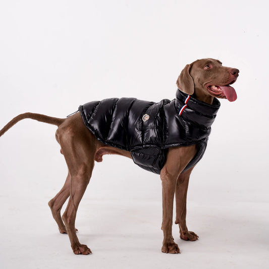 Colete Térmico para Pets com Proteção Contra o Frio