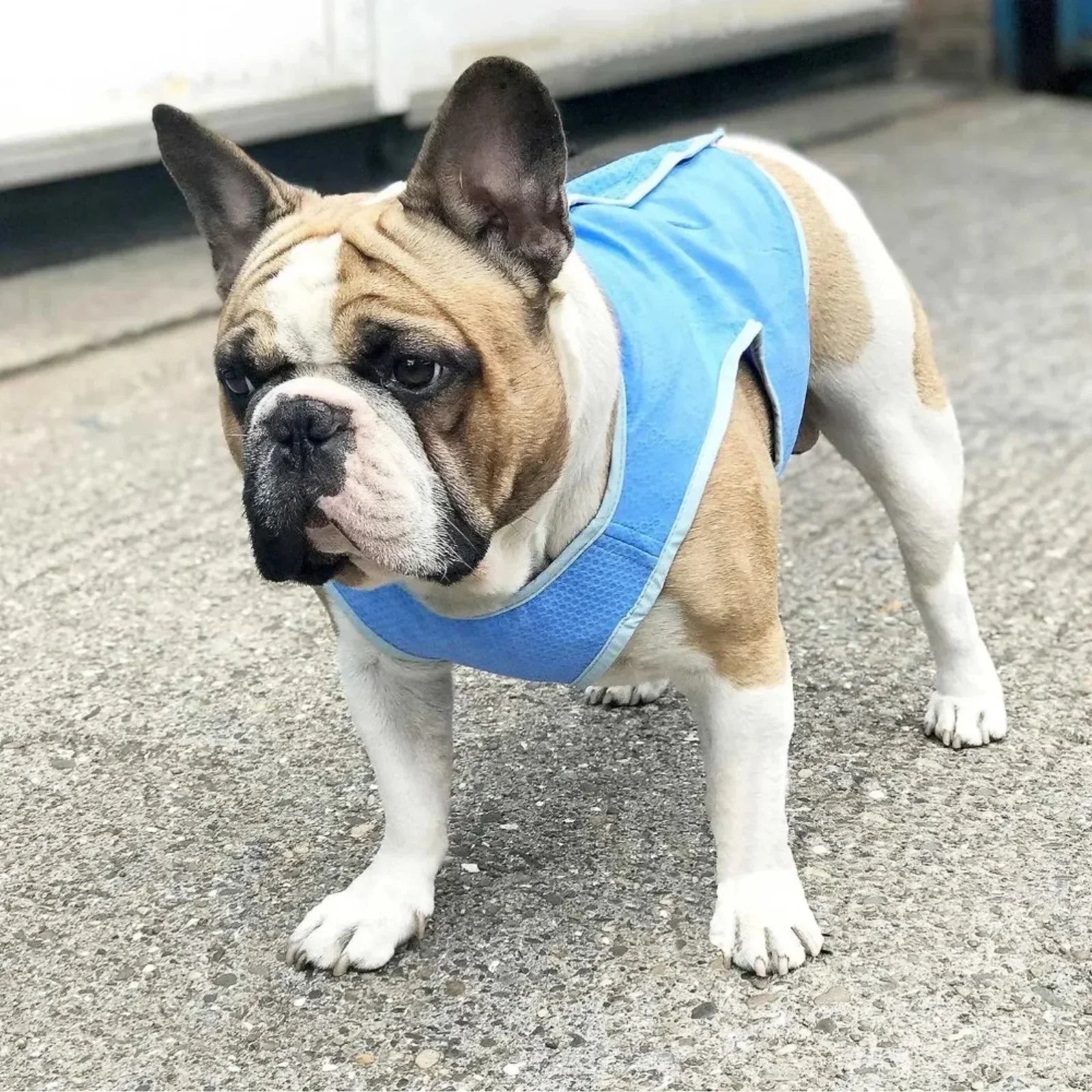 Colete de Resfriamento para Cães IcePet VERAO - 01