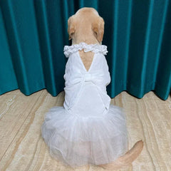 Vestido Branco para Cachorro com Saia Rodada e Renda