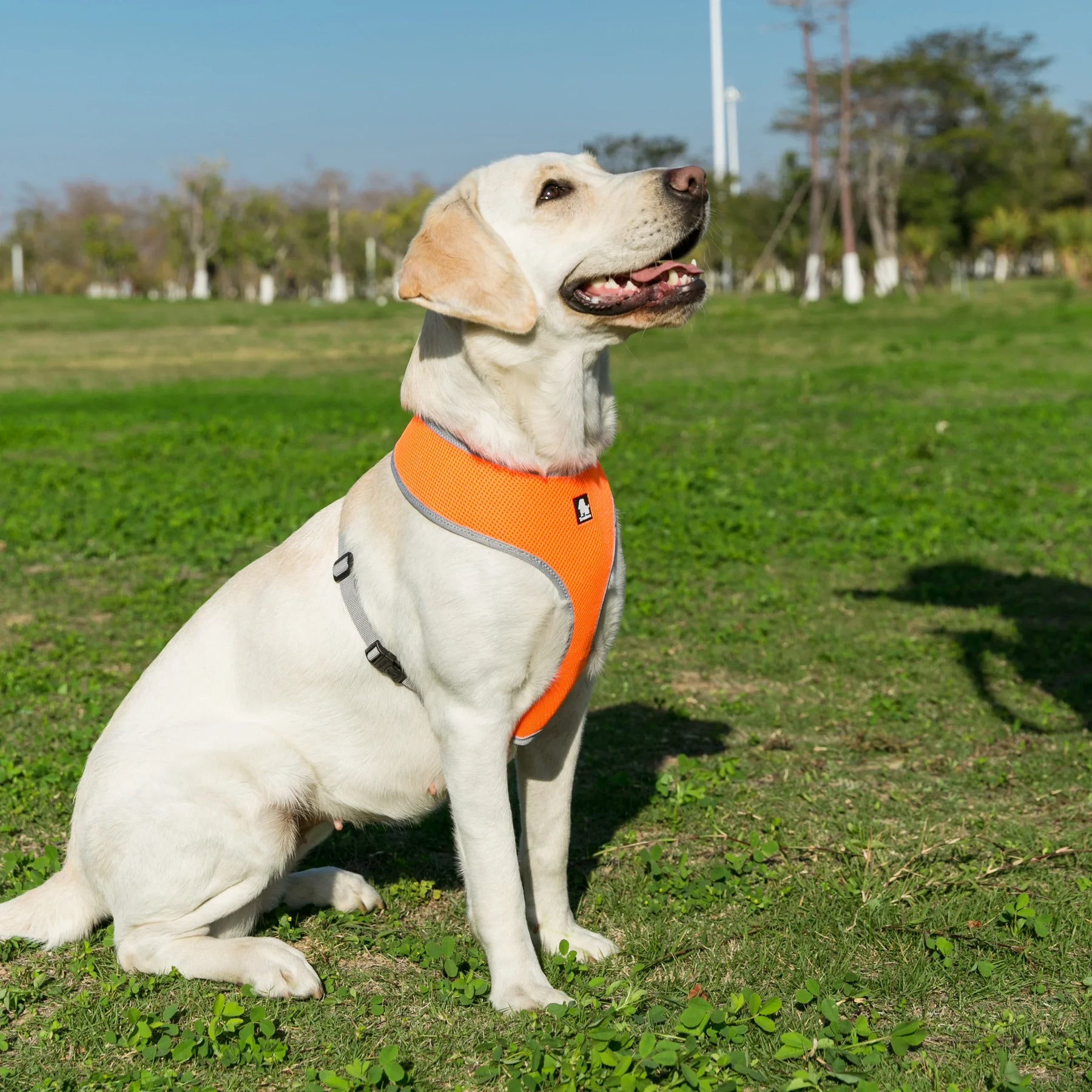 Peitoral Ajustável para Cães e Gatos Luna LN320