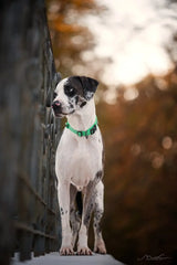 Coleira para Cachorro Refletiva Luna LN730 C - COLEIRA - 28