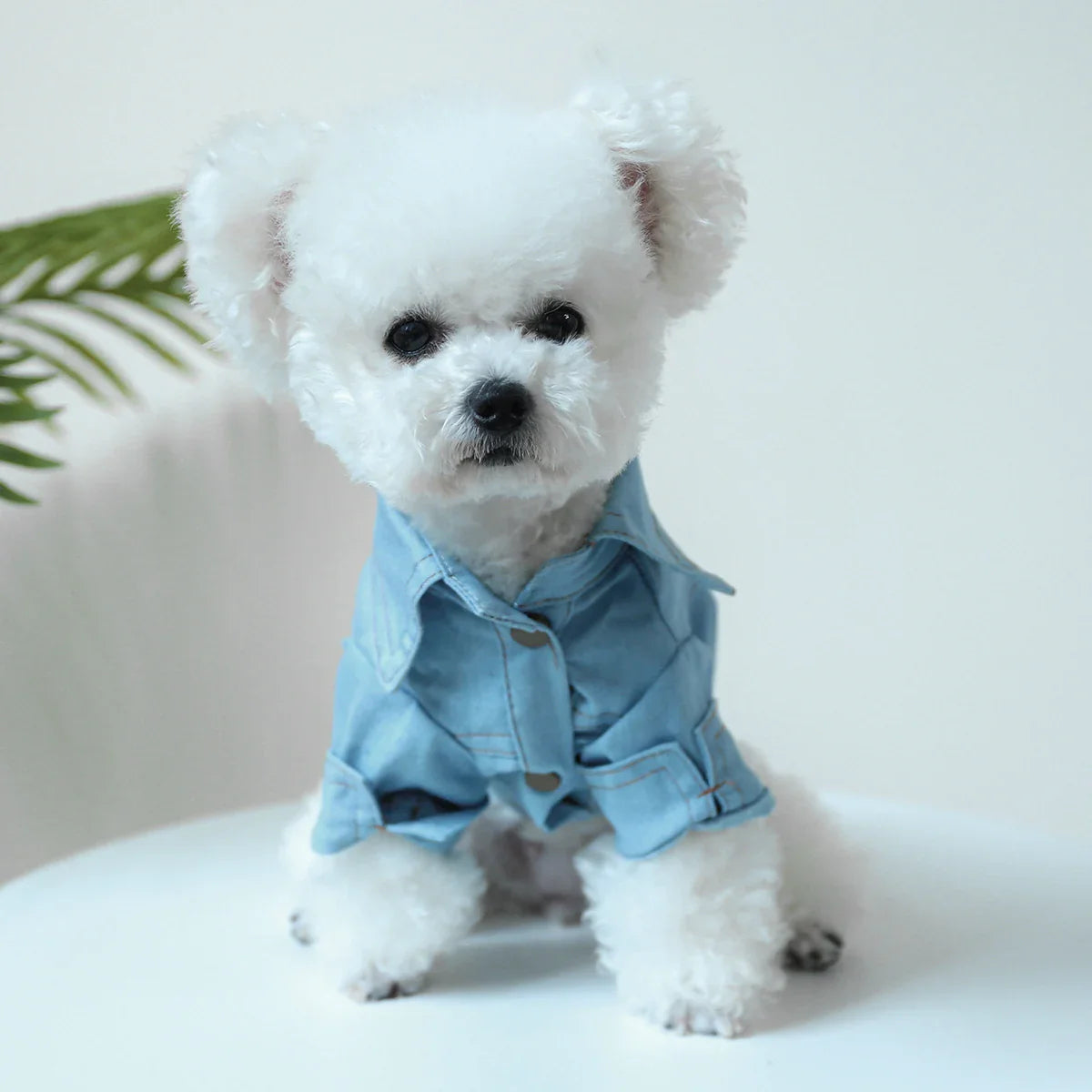 Camisa Jeans Para Cachorro - Molly R - ROUPA - 40